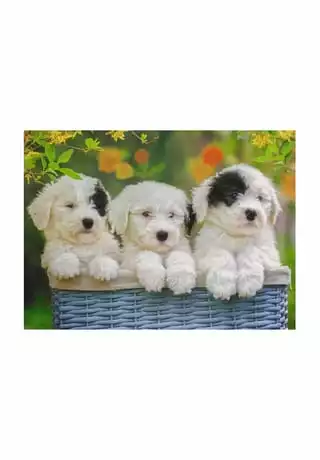 Ravensburger Puzzle "Kuschelige Welpen", 200 XXL Teile 2 Ravensburger Puzzle "Kuschelige Welpen", 200 XXL Teile – Bild 2